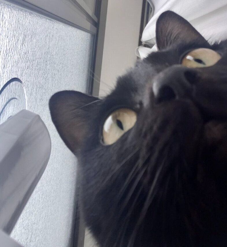 自撮りをしているような猫