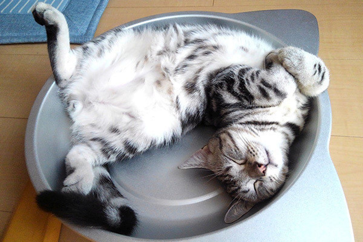 アオーン は 病気のサイン 注意したい猫の鳴き声4つ ねこのきもちweb Magazine アオーン は 病気のサイン 注意したい猫の鳴き声4つ ねこのきもちweb Magazine