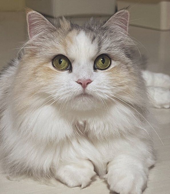 飼い主を見上げるマンチカン