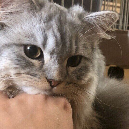 アゴを乗せるスコティッシュフォールド・ロングヘア