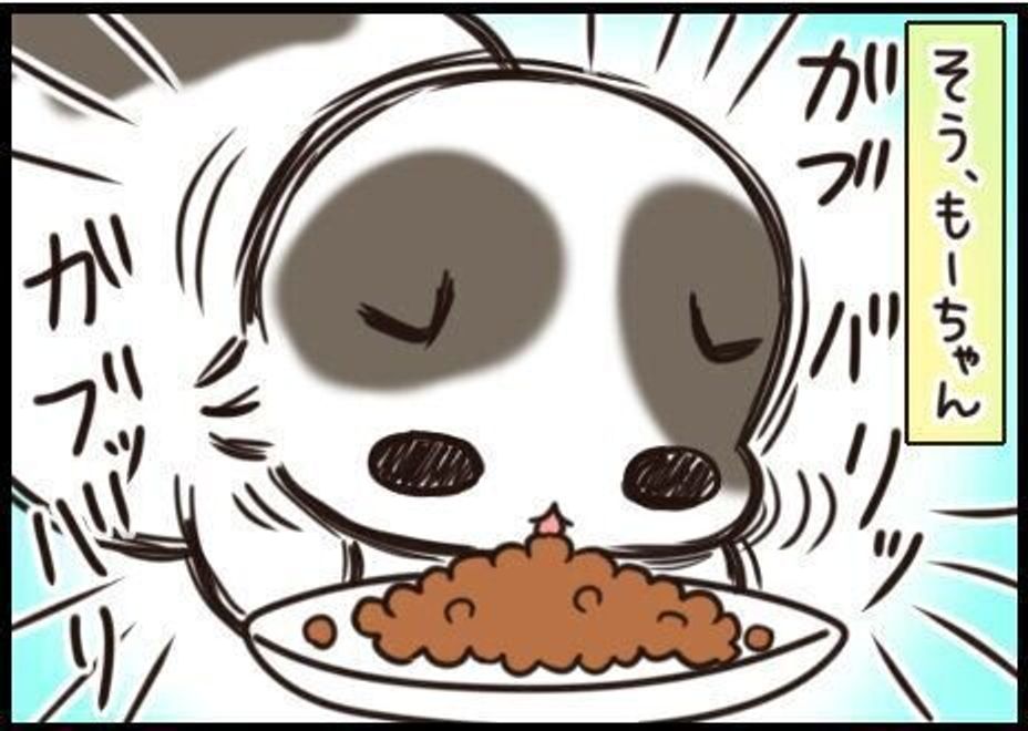 声をかけると 食べる勢いは止まるどころかますます加速 連載 もふもふスコたん 187 ねこのきもちweb Magazine 声をかけると 食べる勢いは止まるどころかますます加速 連載 もふもふスコたん 187 ねこのきもちweb Magazine