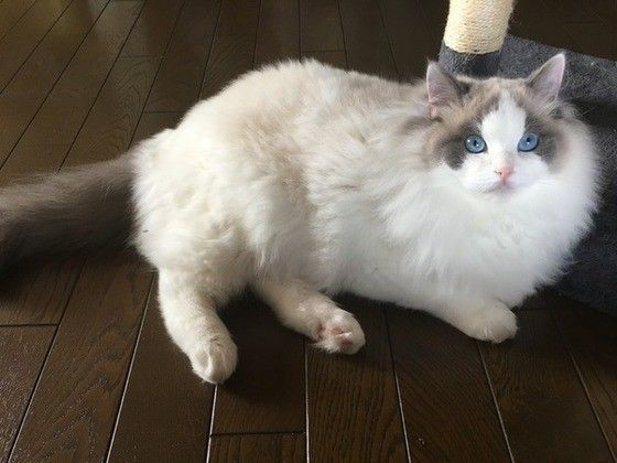 見つめるラグドール