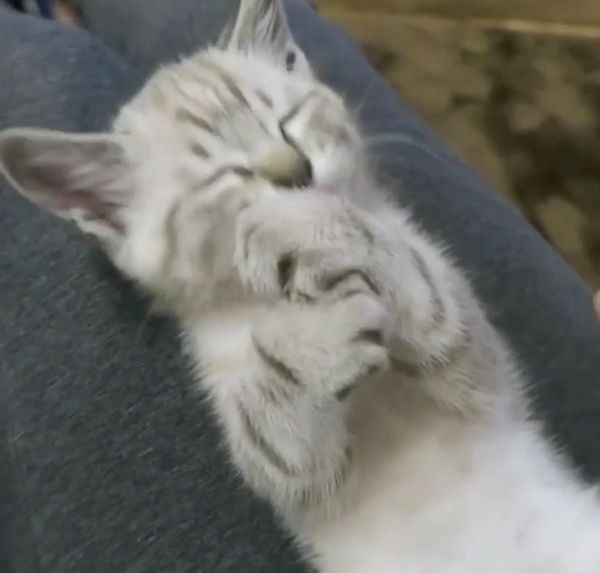 バンザイする猫