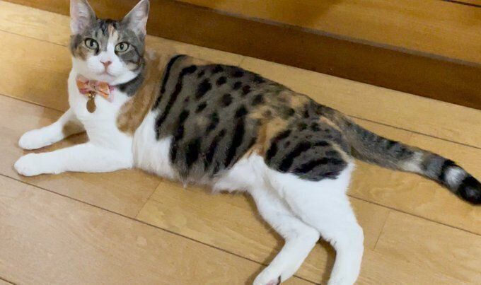 現在のミミちゃん