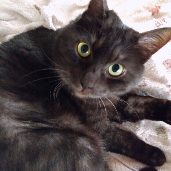 MIX黒ののあくん