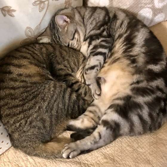 丸くなるキジトラ