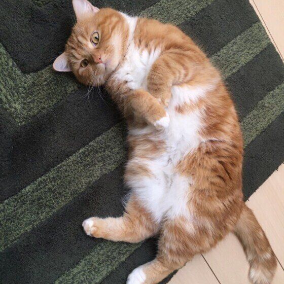 お腹を見せるスコのレーヴくん