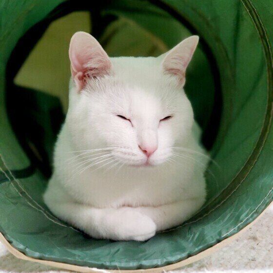 くつろぐシロくん（MIX）