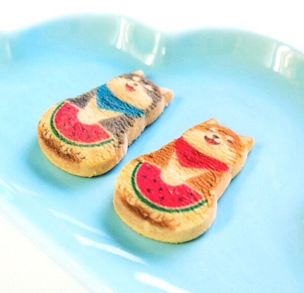 「京都まいこと」の柴犬くっきー