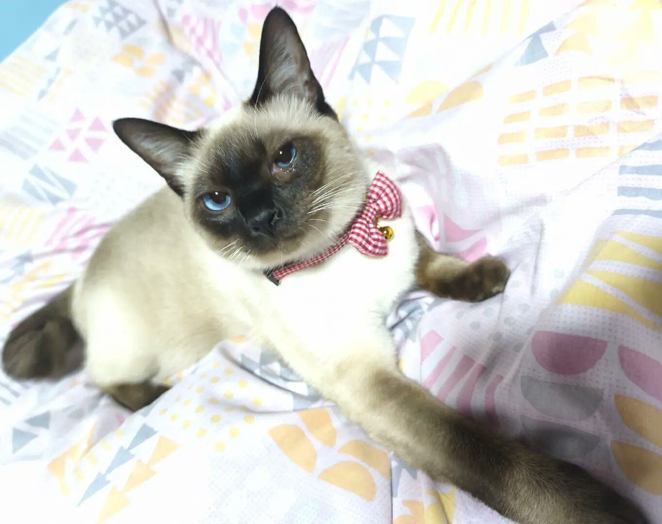 まったりするジジちゃん