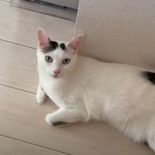 ママさんを待つチロちゃん