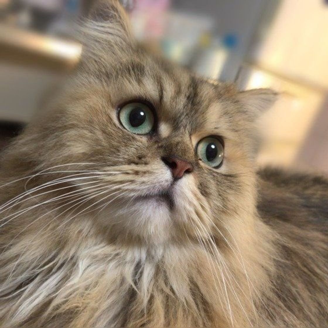 ミートミールってなに 猫のフードの選び方 人気のフードランキング付 ねこのきもちweb Magazine ミートミールってなに 猫のフードの選び方 人気のフードランキング付 ねこのきもちweb Magazine