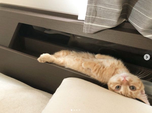 お気に入りの場所で寝るマンチカン