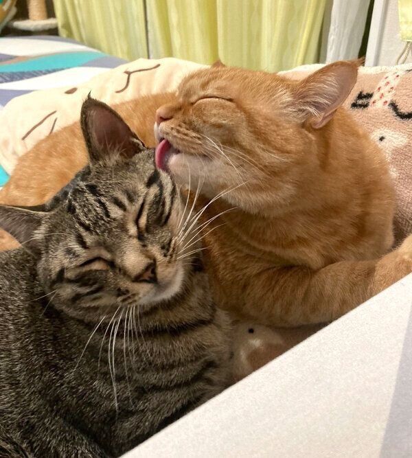 すずくんに毛づくろいしてもらうつむぎくん