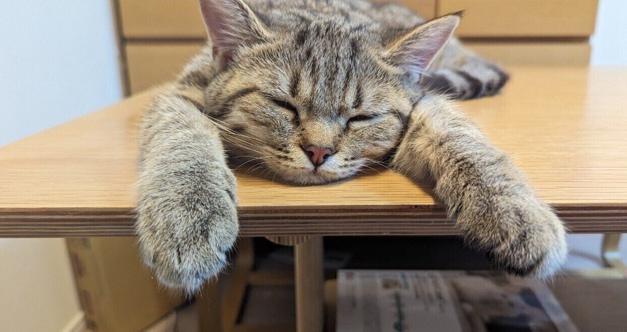 テーブルの上でくつろぐはちみつくん