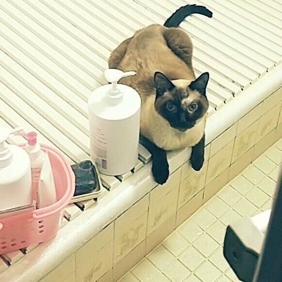 お風呂場に通うかんたろう