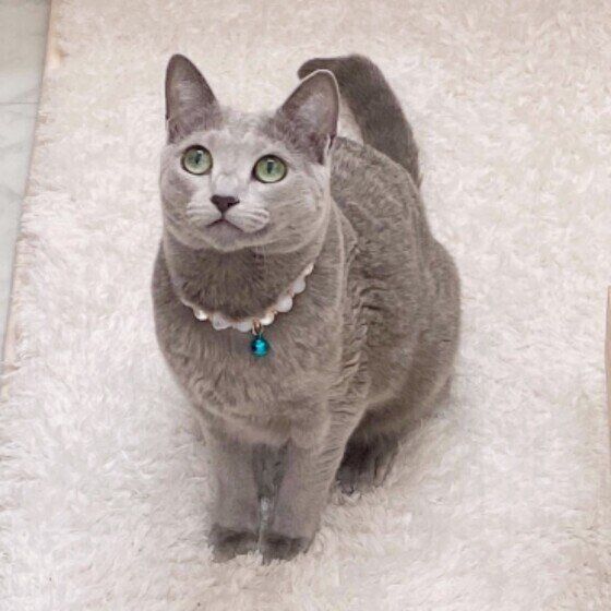 ロシアンブルーのリサリサちゃん