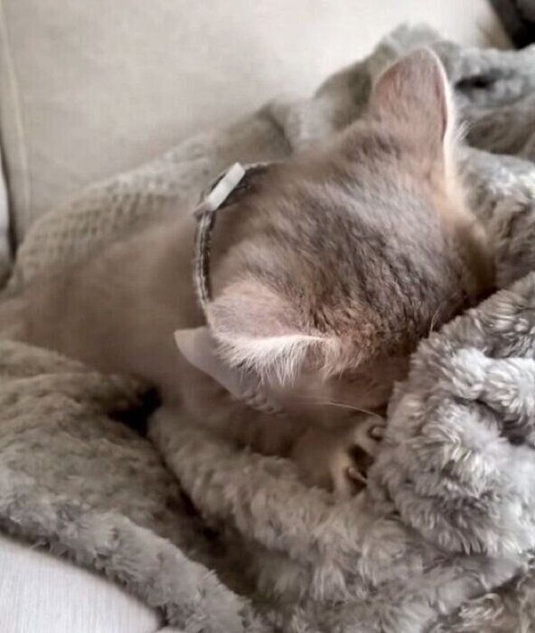 ふみふみするししゃもくん