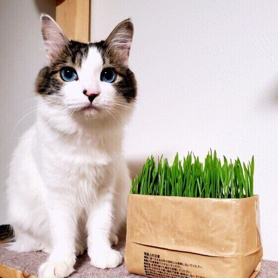 キジトラ猫の福ちゃん