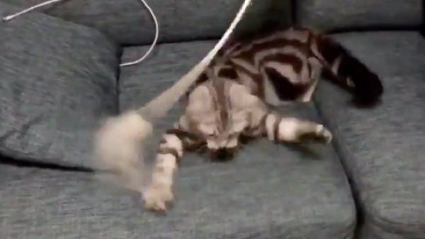 猫じゃらしで遊ぶアビーちゃん