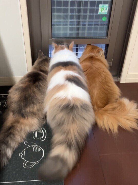 フサフサのしっぽがたまらなくかわいい3匹の愛猫たち