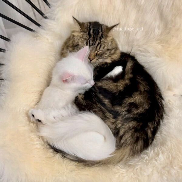 抱き合って眠るメルくんとマオくん