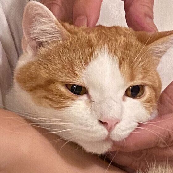 スコティッシュフォールドのはるくん