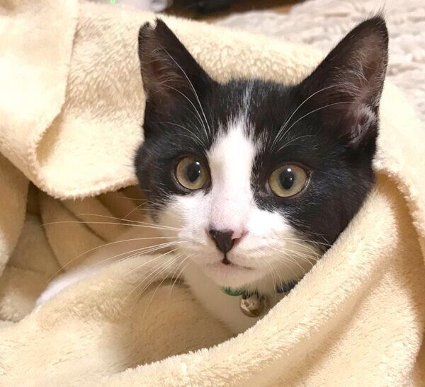 毛布に包まるオズくん