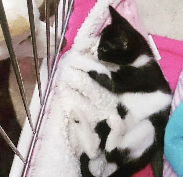 ゆずちゃんを見つめるかりんちゃん