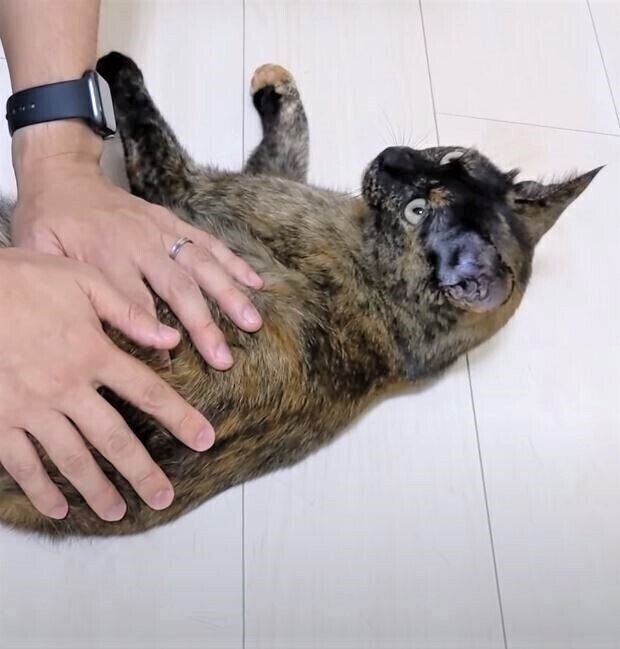 パパに甘えるサビ猫