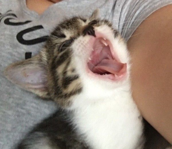 あくびをする猫