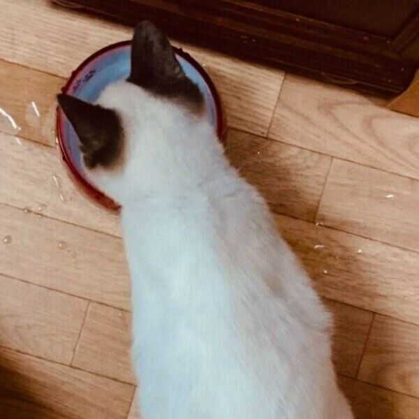 “焼きちくわ柄”になる前のぽんちゃん