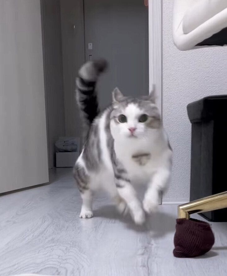 こちらに向かってくる猫の写真