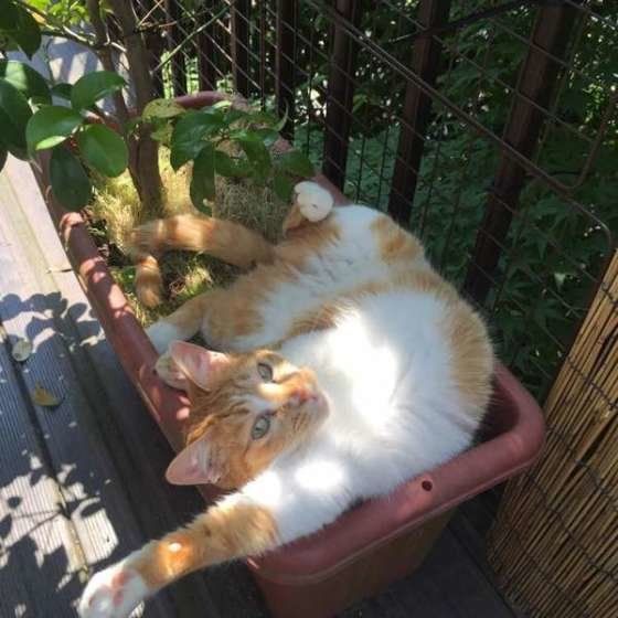 プランターでゴロゴロするアーティちゃん