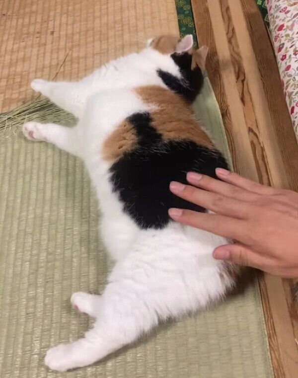 寝転がるミケちゃん
