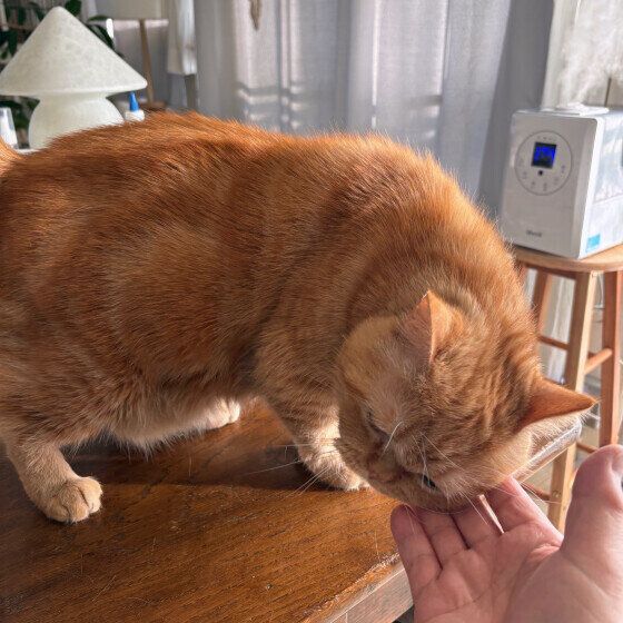 スリスリするエキゾチックショートヘア