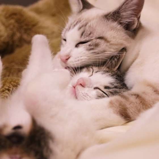 サバトラサバ斗くん・おひるね