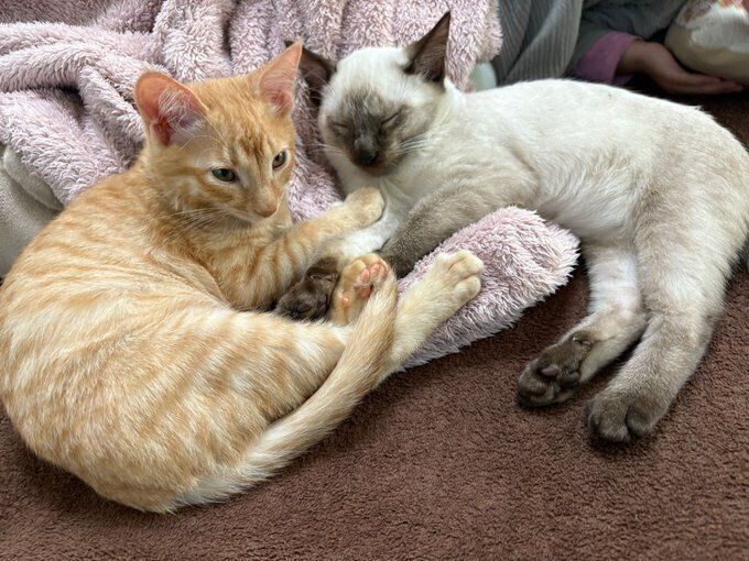 仲よくリラックスしている様子の2匹