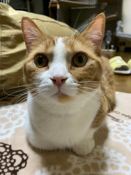 マンチカンのチャーくん