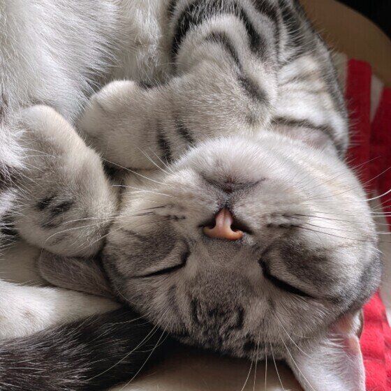 眠るアメリカンショートヘア