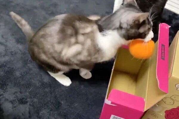 おもちゃを持ってくるもやしくん