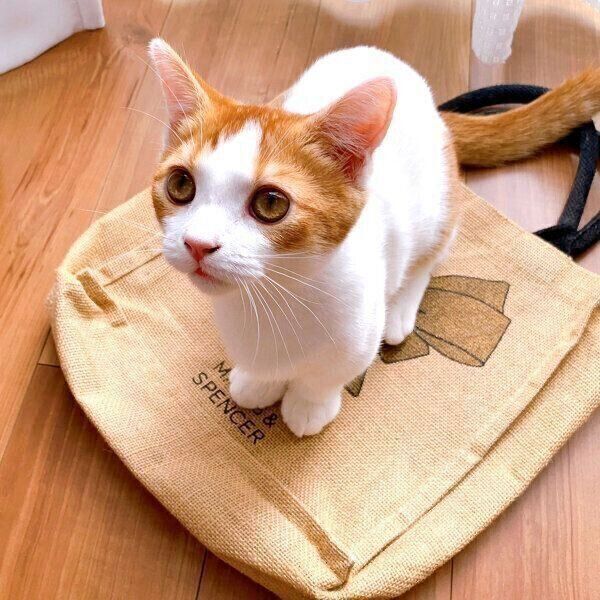 エコバッグの上に乗るもち丸くん