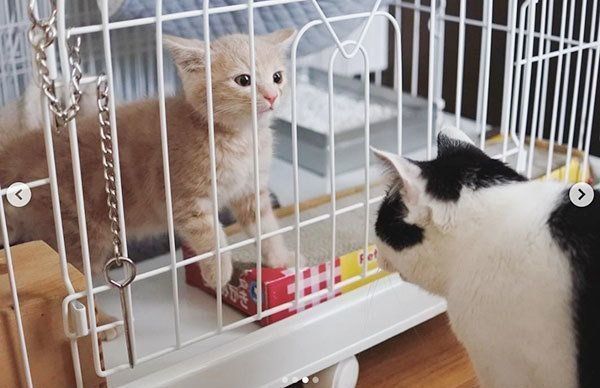 パンきゅんとねくすちゃん