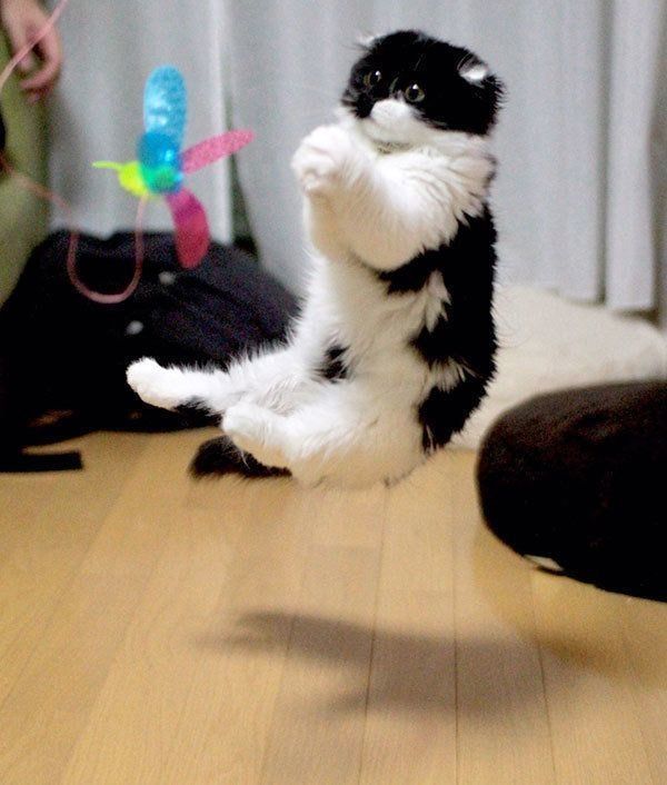 すこんぶちゃん