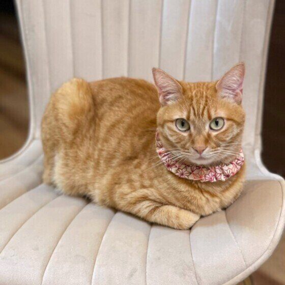 香箱座りをする茶トラ猫