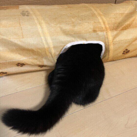 マンチカンのあずきくん