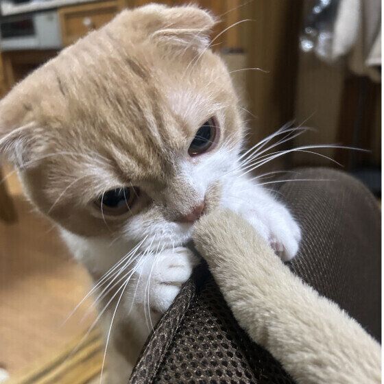 ミヌエットのうにくん