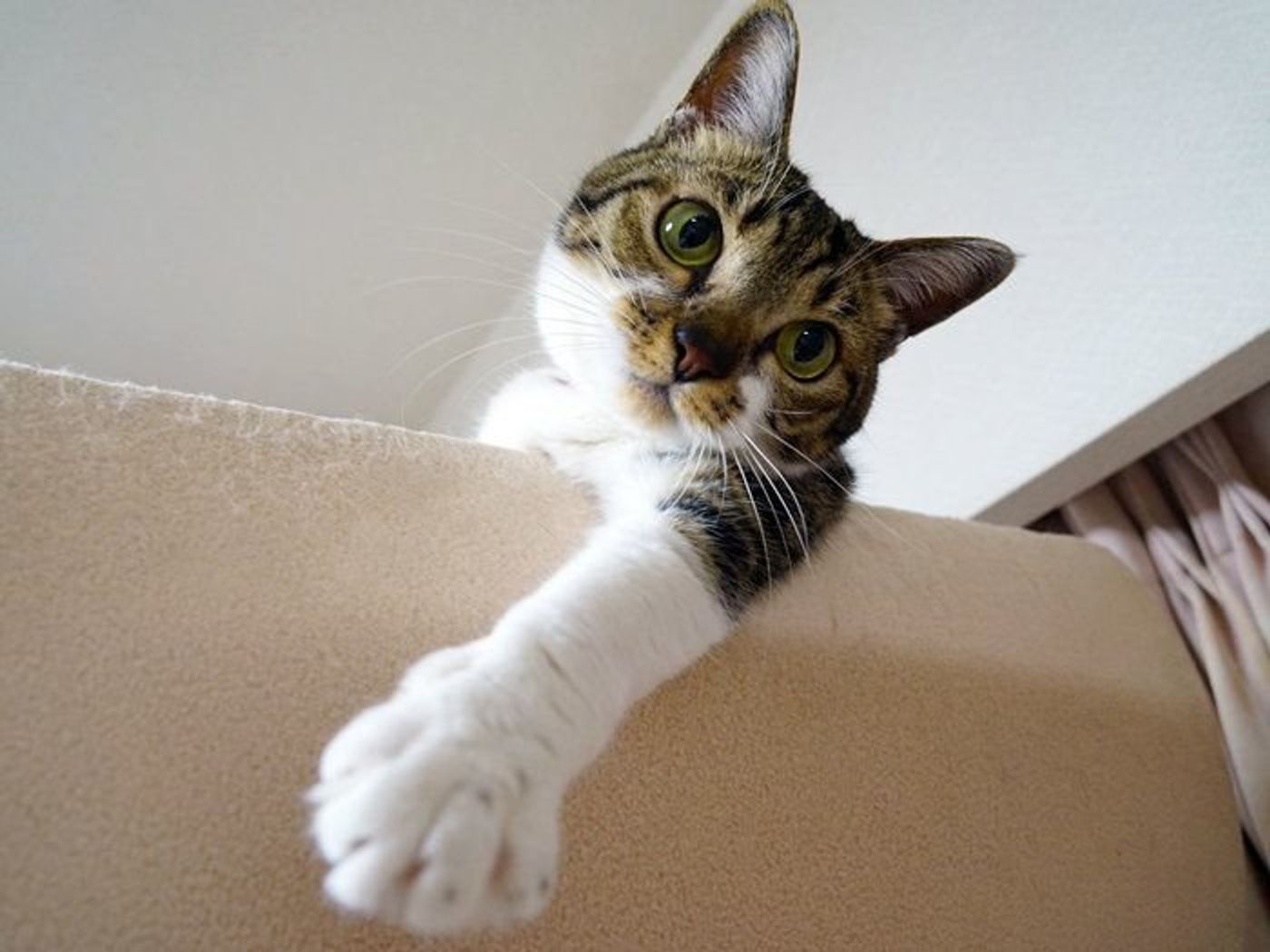 てんちゃんの人懐っこい時代 本日もねこ晴れなり Vol 214 ねこのきもちweb Magazine てんちゃんの人懐っこい時代 本日もねこ晴れなり Vol 214 ねこのきもちweb Magazine