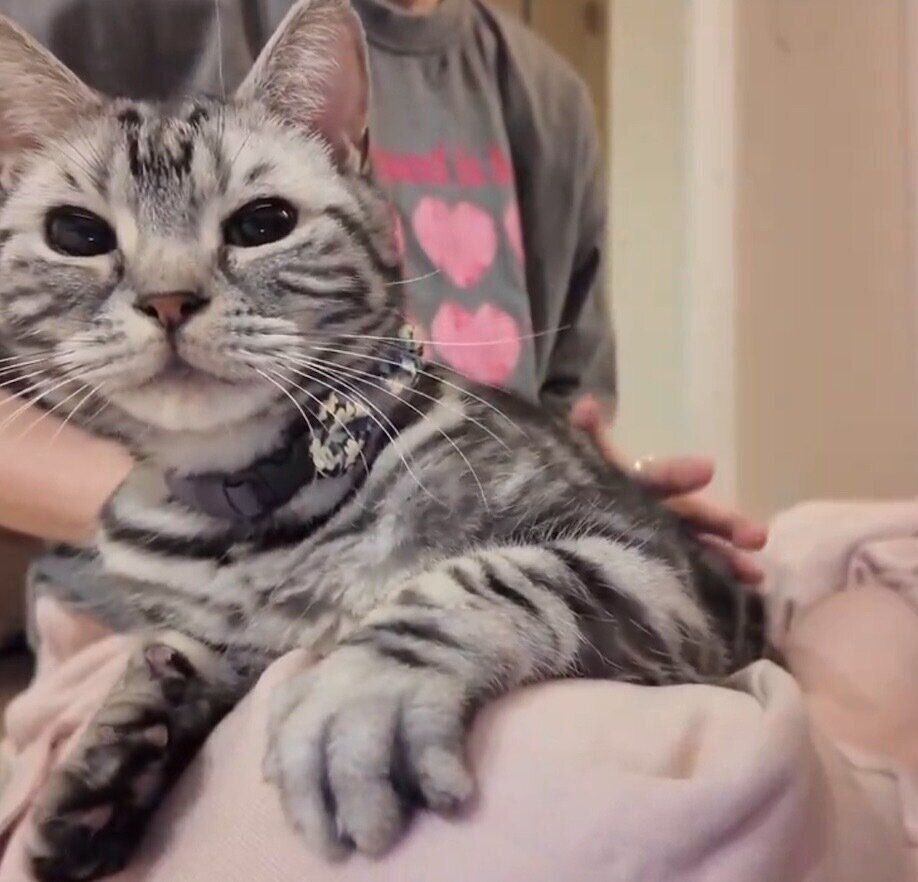 飼い主さんの膝の上でくつろぐりんくん