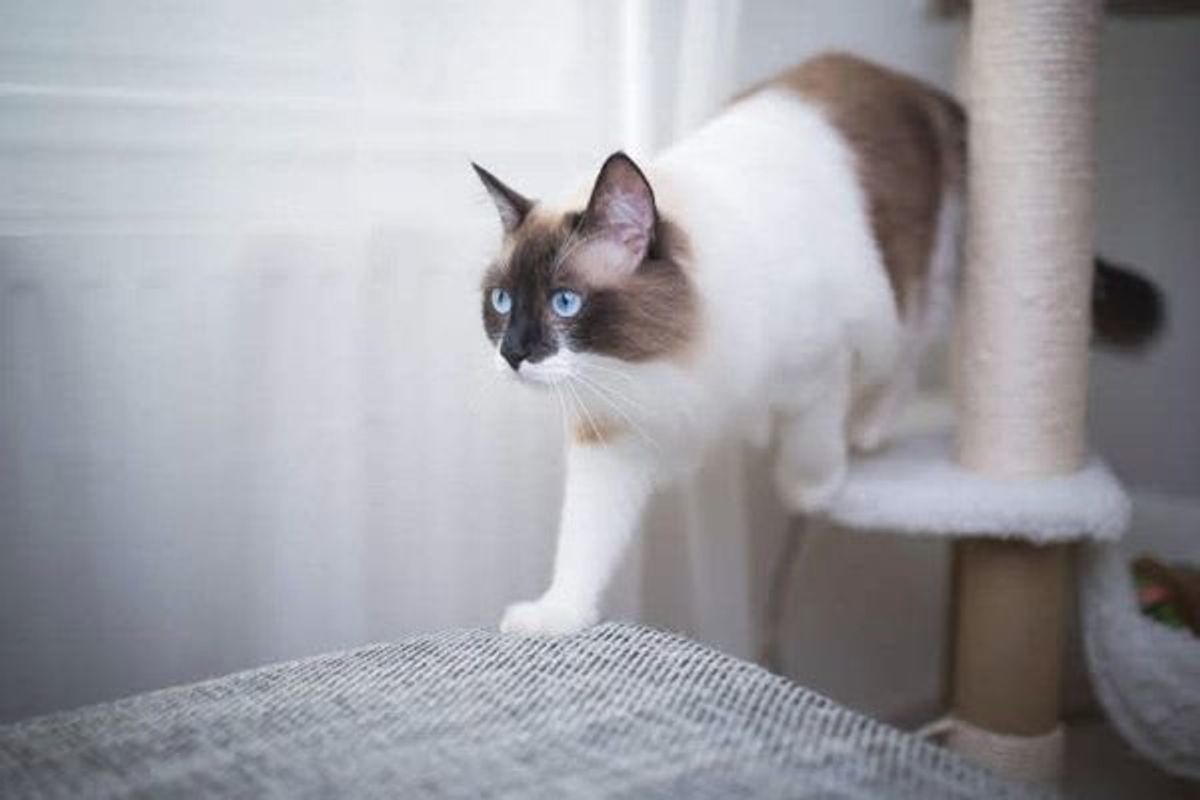 思わず冷や汗 猫が家の中でケガや事故を起こしそうになった実体験 ねこのきもちweb Magazine 思わず冷や汗 猫が家の中でケガや事故を起こしそうになった実体験 ねこのきもちweb Magazine